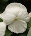 Fialka záhradná (biela)