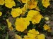 Fialka záhradná (žltá)