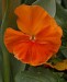 Fialka záhradná (oranžová)